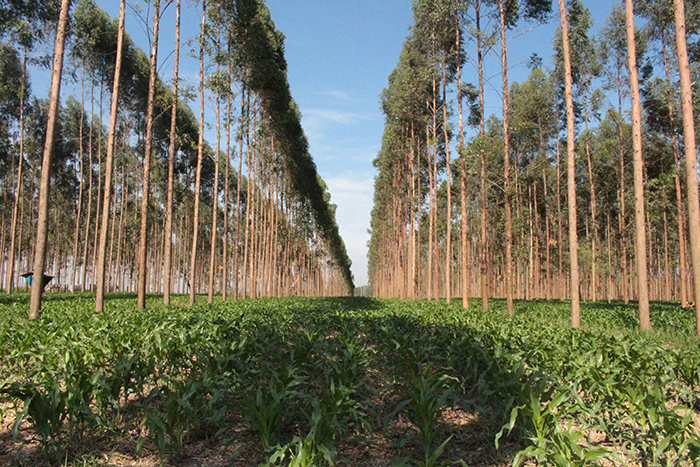 Tecnologia poupa-terra em cultivo de soja preserva 71 milhões de hectares