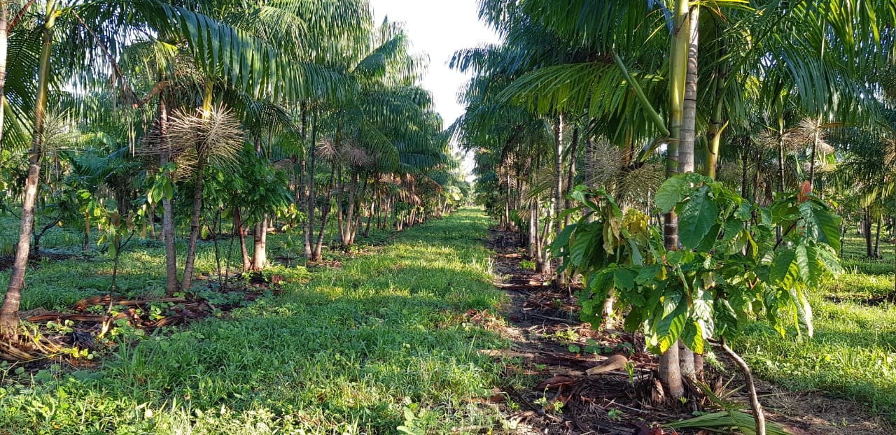 Saiba as vantagens da agricultura de baixo carbono, destaque do Plano Safra