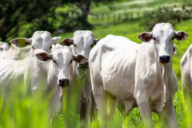 Uso de tanino na pecuária reduz emissão de gases em até 17%