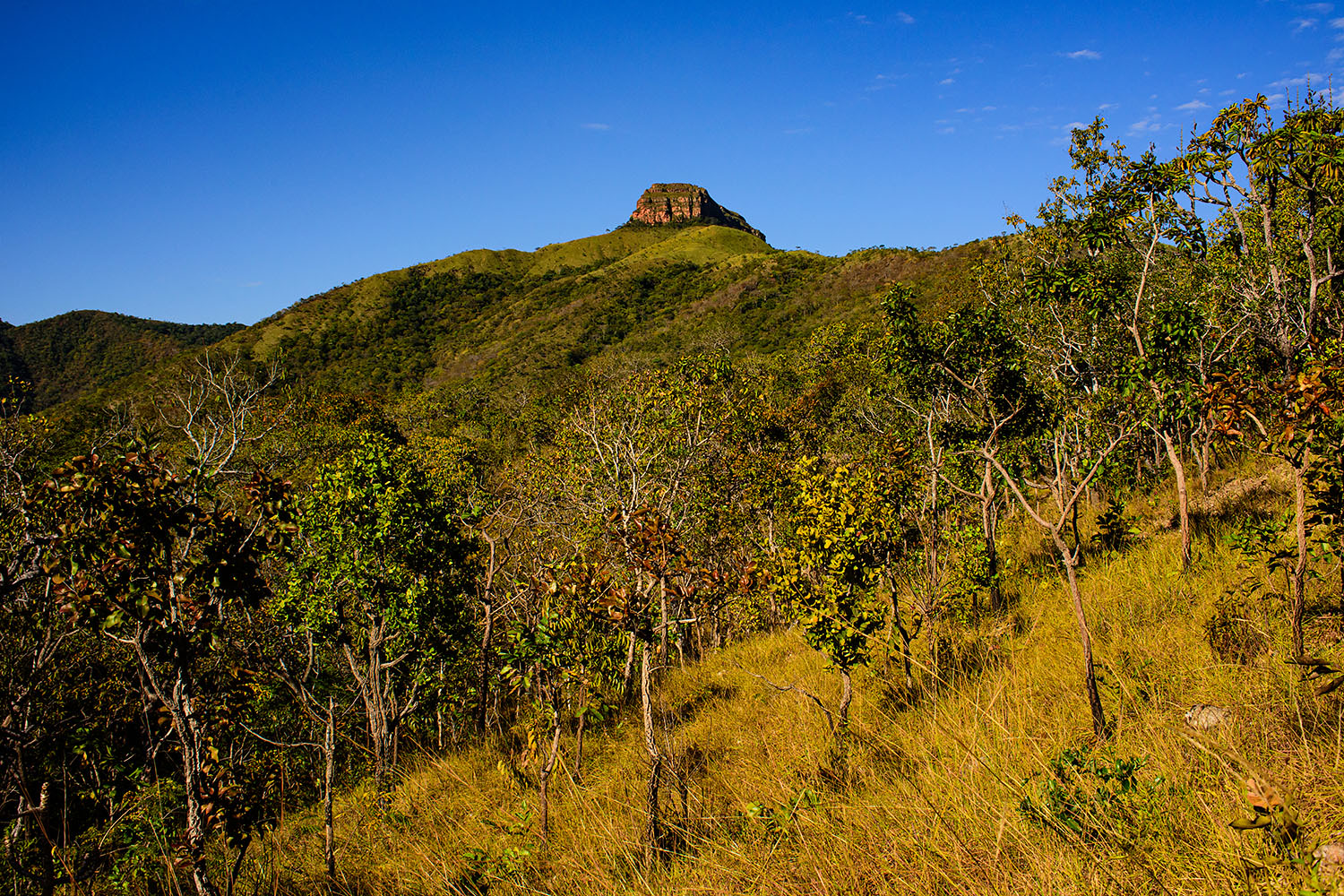 Estoque de CO2 no Cerrado começa a chamar atenção do mercado internacional