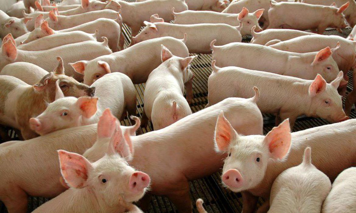 Foco de peste suína africana na República Dominicana gera alerta no Brasil