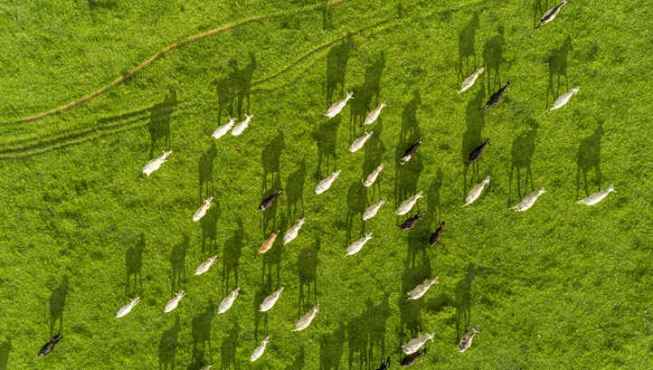 Frigoríficos de Mato Grosso podem fechar por falta de gado, diz sindicato