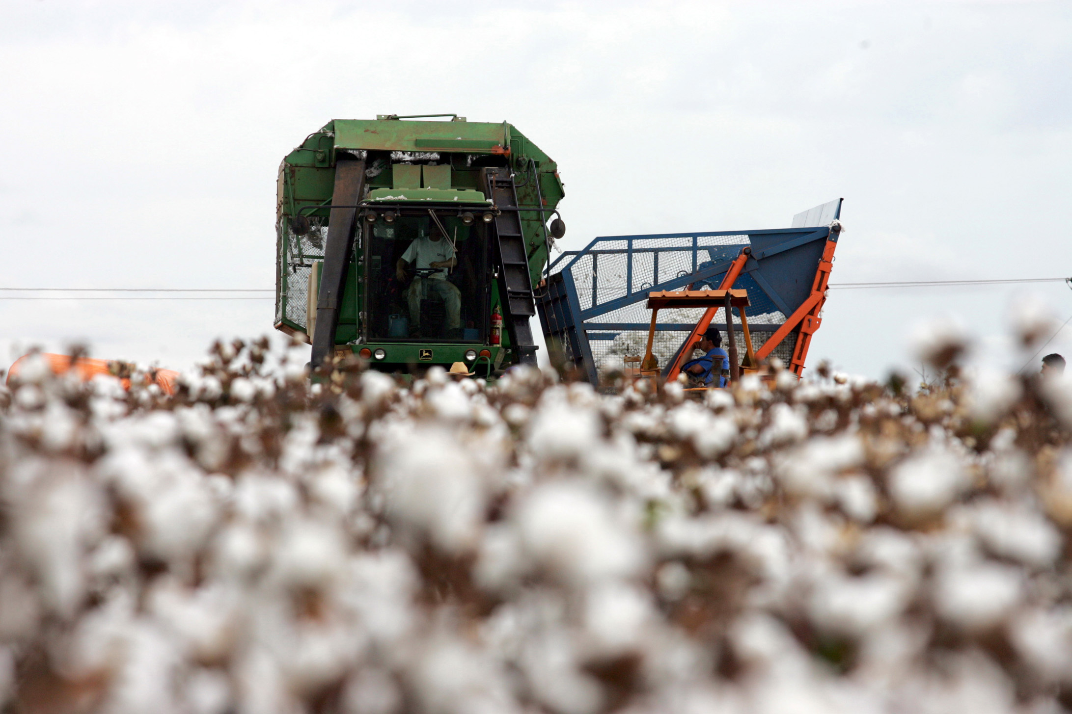 Setor aquecido faz do Brasil segundo maior exportador de algodão