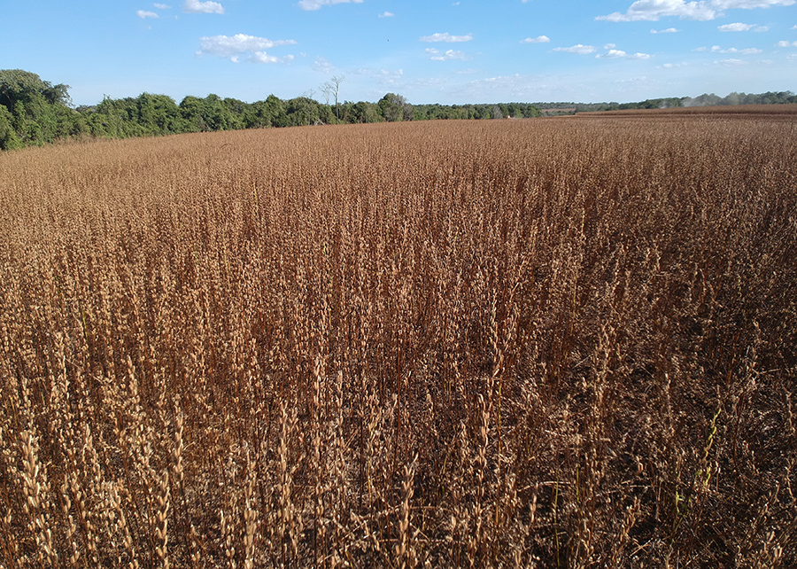 Mato Grosso impulsiona crescimento de 230% do cultivo de gergelim no país