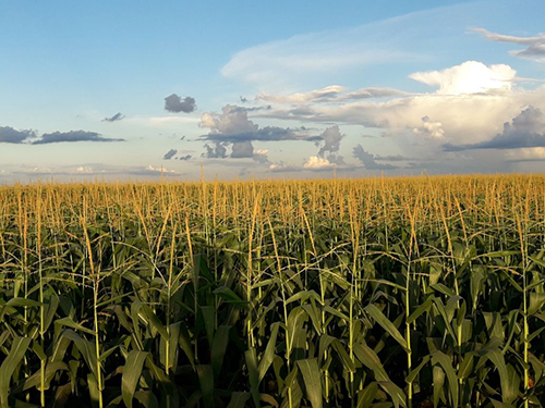 Relatório de mudanças climáticas aponta perdas para o agro brasileiro