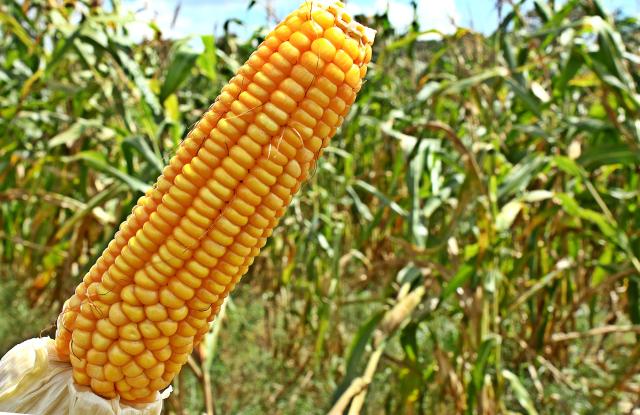 MP autoriza compra de milho para entrega ao pequeno produtor