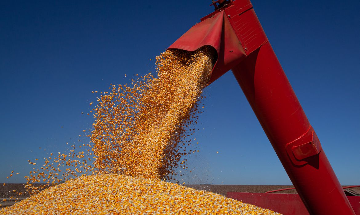 Menor oferta mantém preços do milho em alta