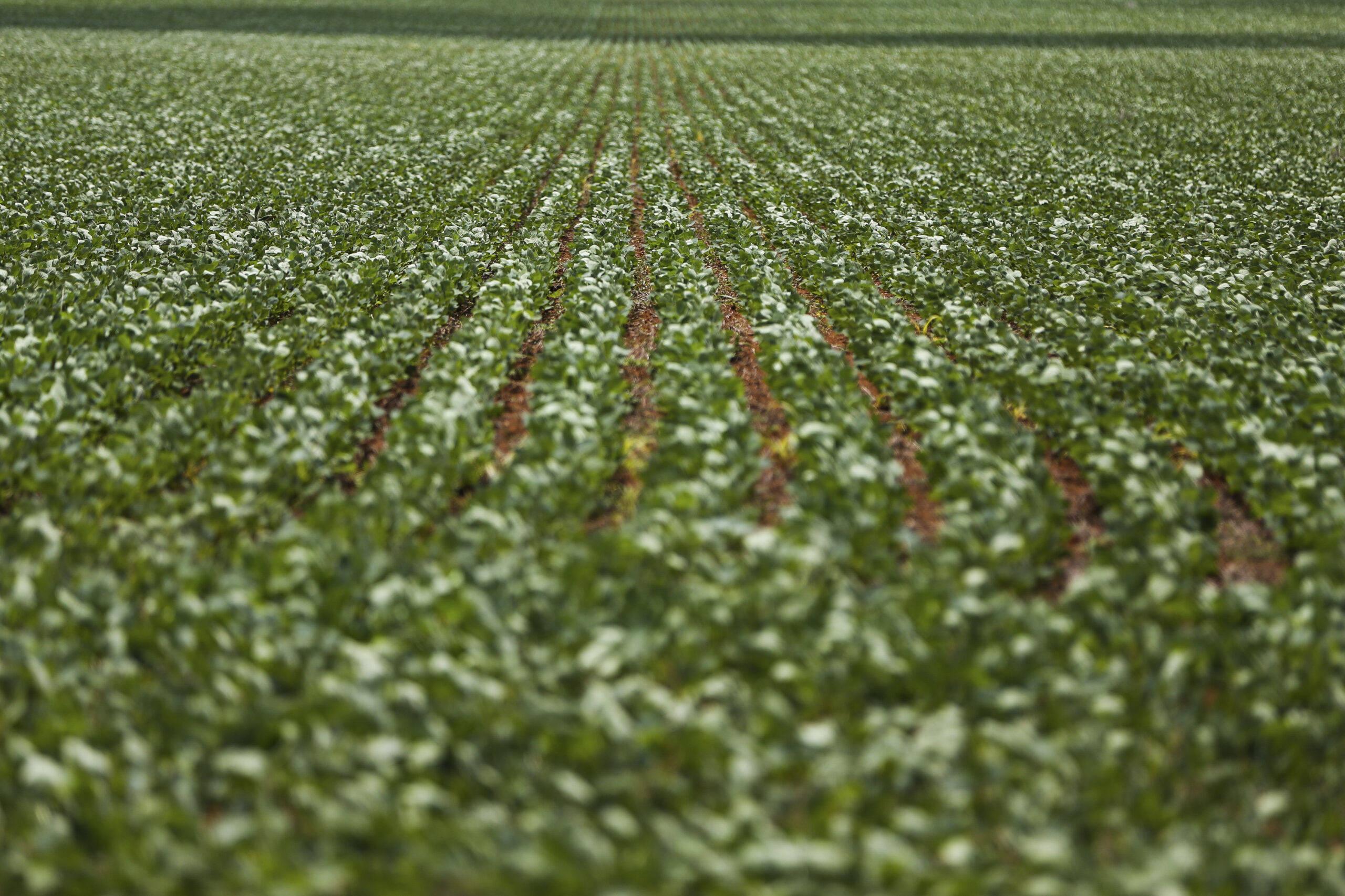 PIB da agropecuária cai 2,8% no segundo trimestre, diz IBGE