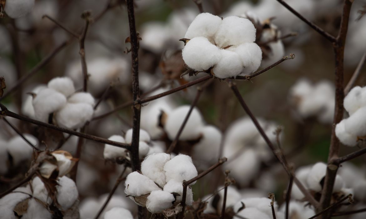 China recua na importação de soja, algodão, óleo de palma, açúcar e fertilizantes