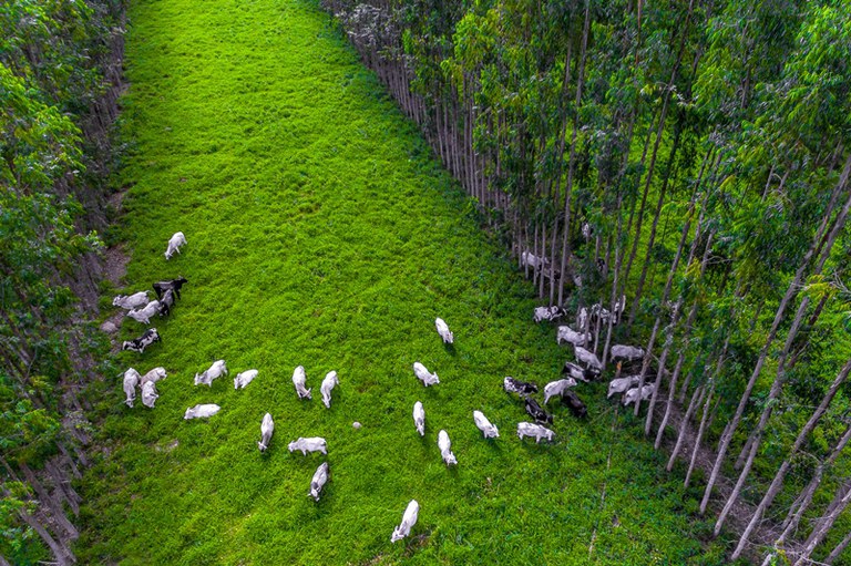 Amazônia e Cerrado têm maior estoque de carbono no solo do Brasil