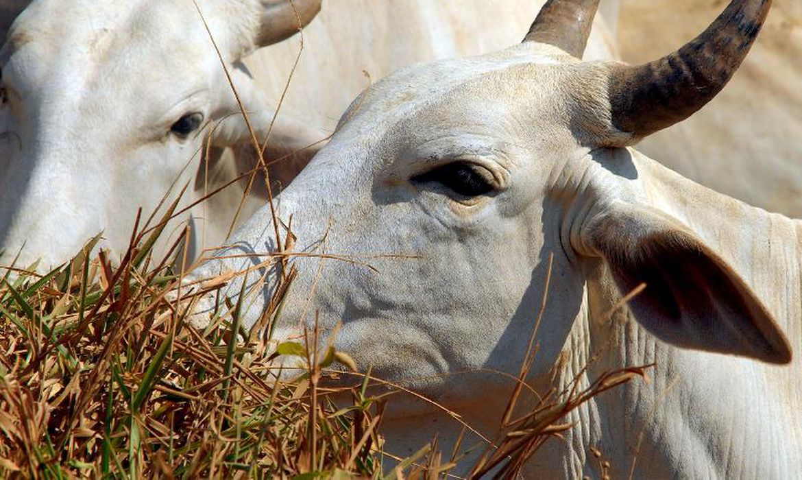 Um bilhão de vacas na Amazônia e no mundo podem sofrer por estresse térmico