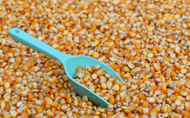 Governo suspende PIS/Cofins na importação de milho