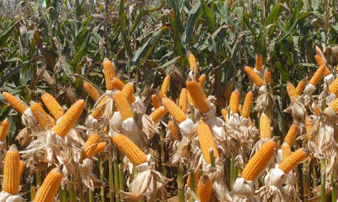 Agricultura confirma que governo vai zerar PIS/Cofins na importação do milho