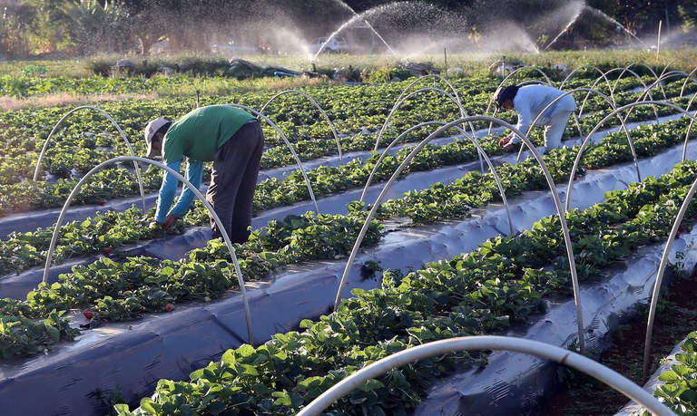 Agro empregou 18 milhões de pessoas no 2° trimestre, diz Cepea