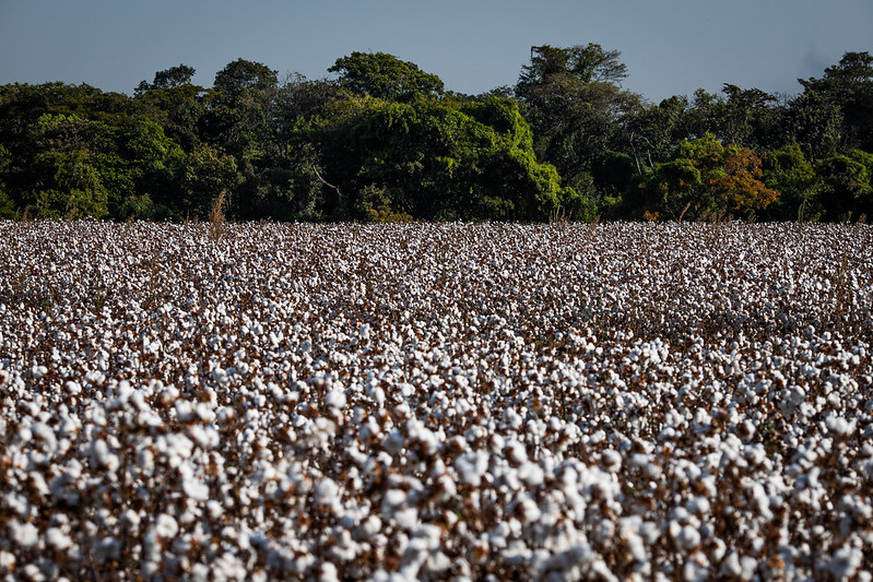 Produtor de pluma brasileira tem motivos para comemorar o Dia Mundial do Algodão