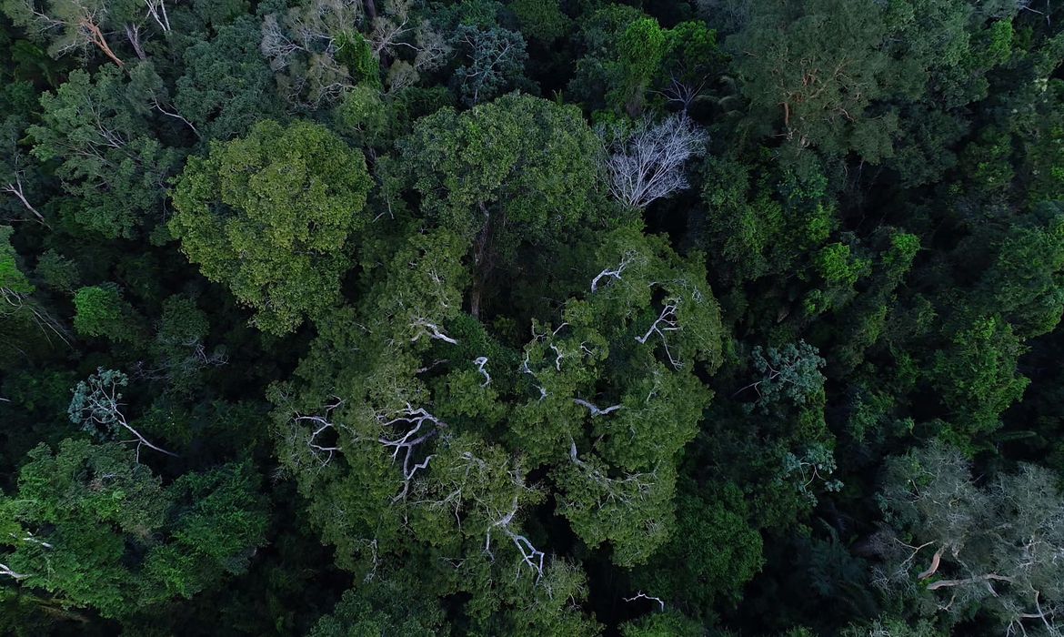 Dez florestas de patrimônios mundiais emitem mais carbono do que absorvem, alerta Unesco