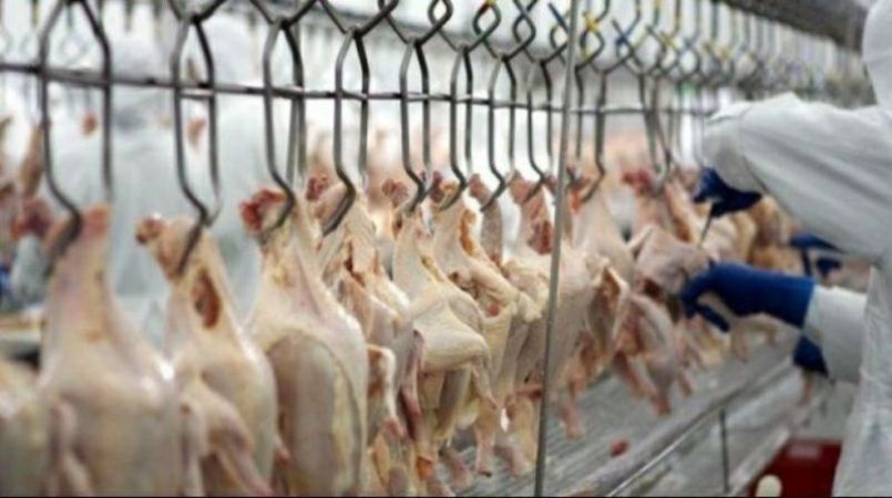 Brasil exportou aos países árabes mais de 800 mil t de carne de frango, diz ABPA