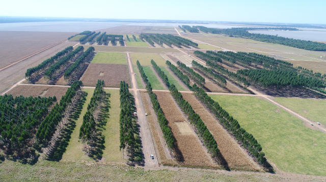 Mato Grosso apresenta plano de neutralização de carbono com meta antecipada