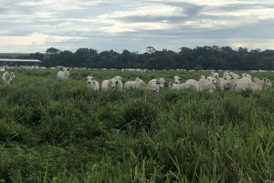 MPF aponta compra irregular de bovinos pela JBS no Pará