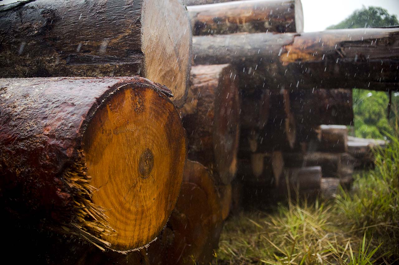 Estudo aponta ilegalidade em 38% das áreas de exploração de madeira em MT