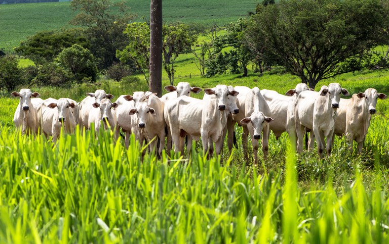 Governo anuncia plano para reduzir emissão de carbono na agropecuária