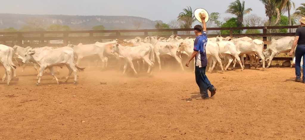 Dia da Pecuária é celebrado com bônus e ônus em Mato Grosso