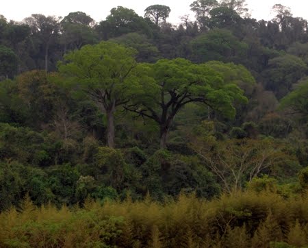 Livros revelam biodiversidade da Estação Ecológica do Rio Ronuro