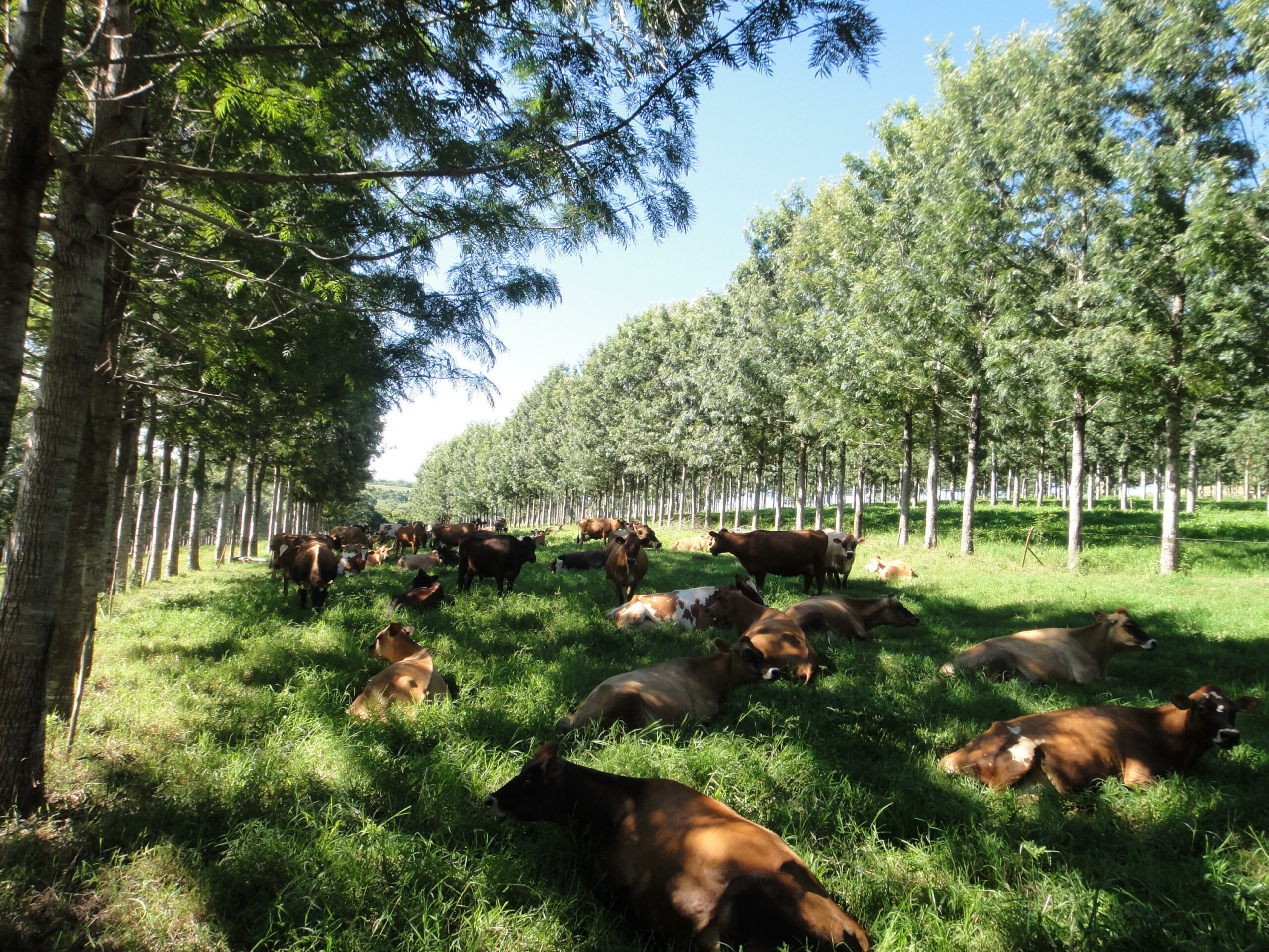 COP26: “Pecuária europeia tem que ficar muito mais preocupada com metano que a brasileira”