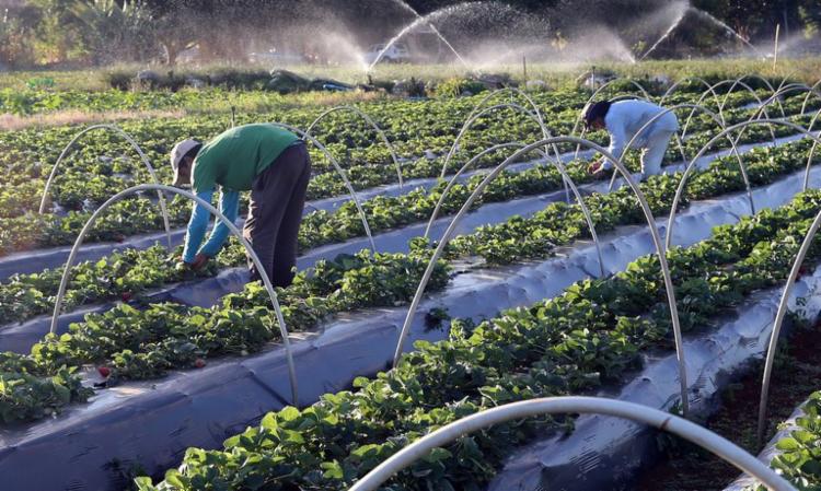Governo pede ao Congresso R$ 642,1 milhões adicionais para Agricultura