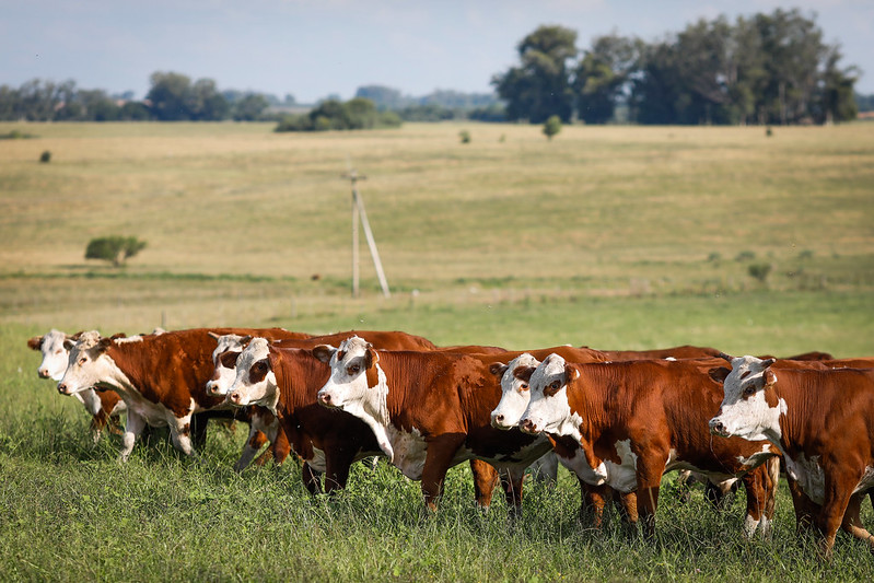 Agropecuária turbina importação de bens de capital e insumos em outubro, diz FGV