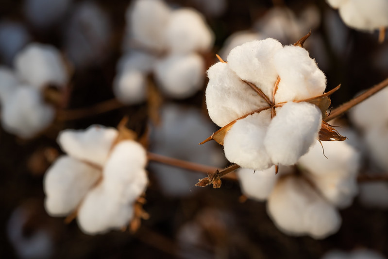 Aumenta custo de produção de algodão em outubro no Estado