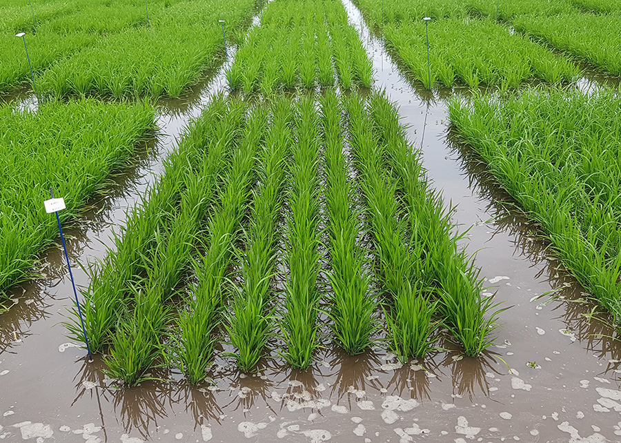 Estudo da Embrapa quantifica emissão de metano em arroz irrigado