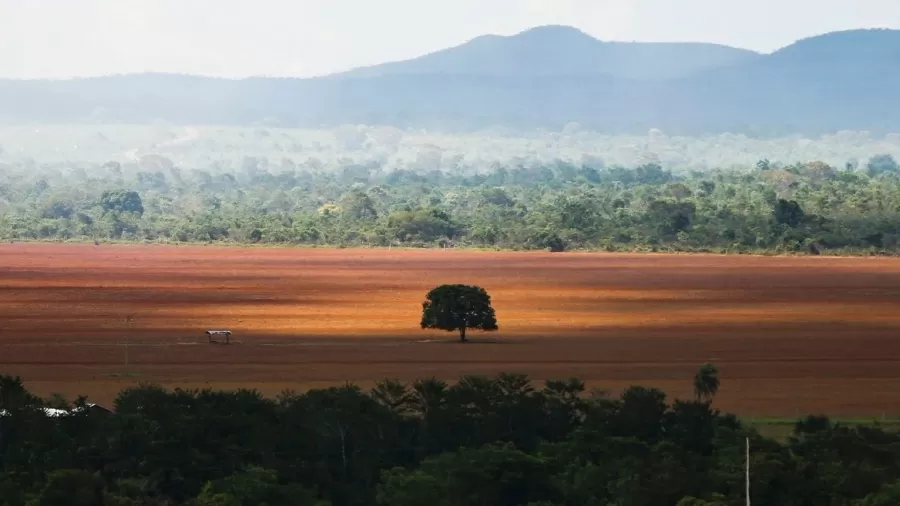 Mato Grosso responde por 17,1% do desmatamento de 13,2 mil km² na Amazônia
