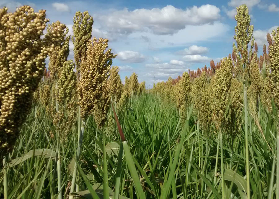 Consórcio de grãos com forrageiras controla plantas daninhas na soja