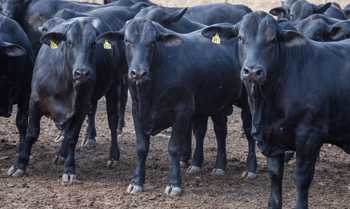 COP26: Empresas se comprometem com US$ 3 bi para gado e soja livre de desmatamento