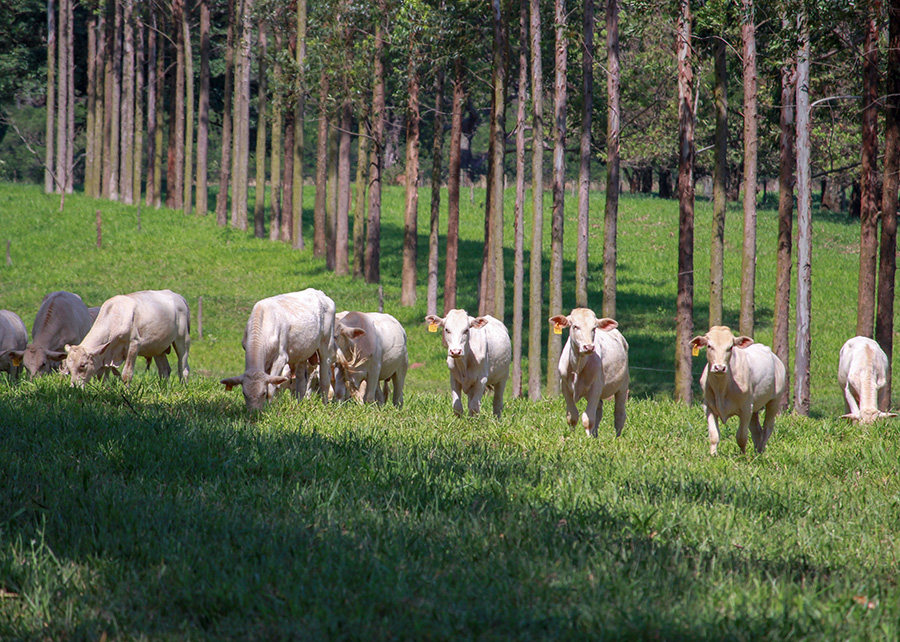 Monitorar a cadeia produtiva da carne é grande desafio para o setor