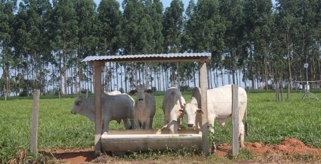 COP26: Brasil já desenvolve técnicas para reduzir emissão de metano na pecuária