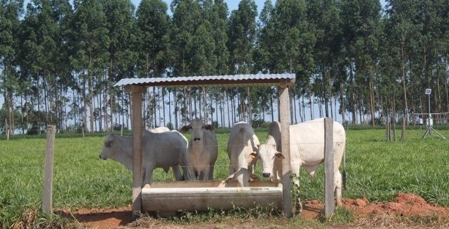 Dados mostram que MT está alinhado com regras de desenvolvimento sustentável da ONU