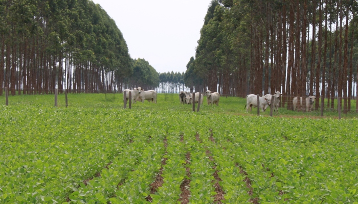 Estudo confirma potencial de redução de emissões na pecuária