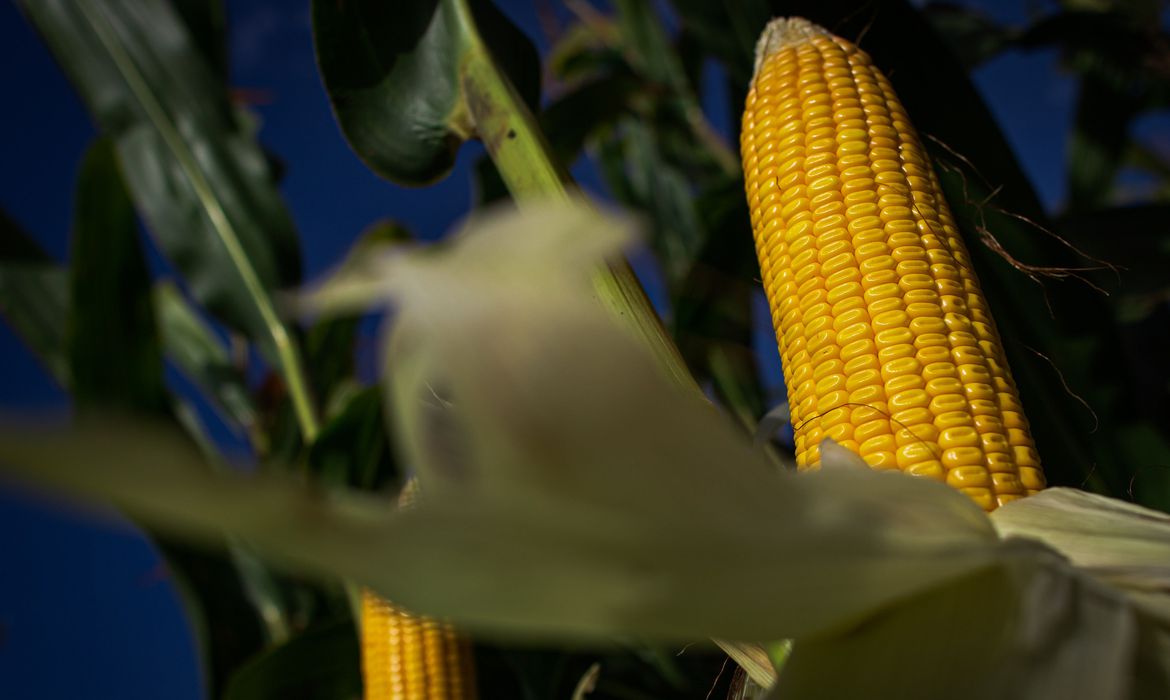 Artigo: Perspectiva atual é de pior safra de milho desde a temporada 2017/18