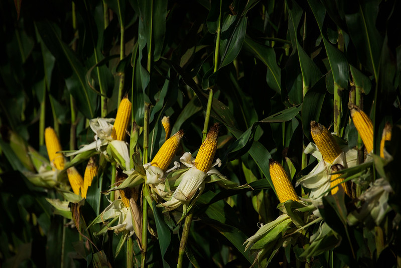 Custo de produção de milho em Mato Grosso tem a 10ª alta consecutiva, diz IMEA