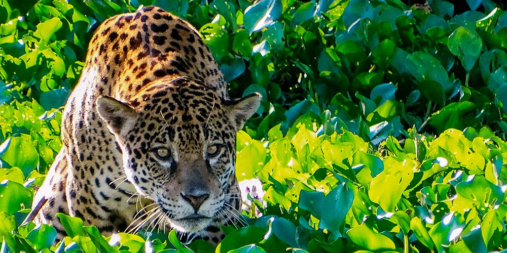 Hoje é Dia do Pantanal, Patrimônio da Humanidade