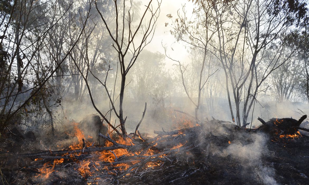 Amazônia e Cerrado concentram 84% das queimadas no Brasil