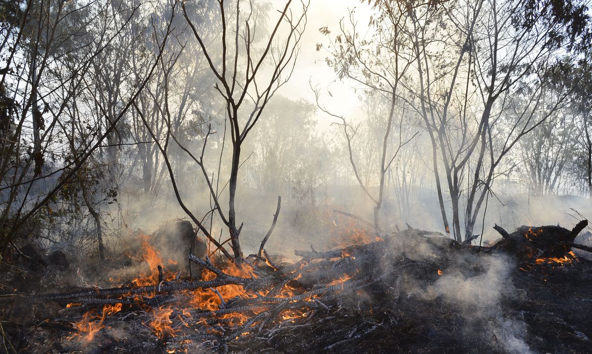 Você sabe qual é a diferença entre queimada e incêndio florestal?