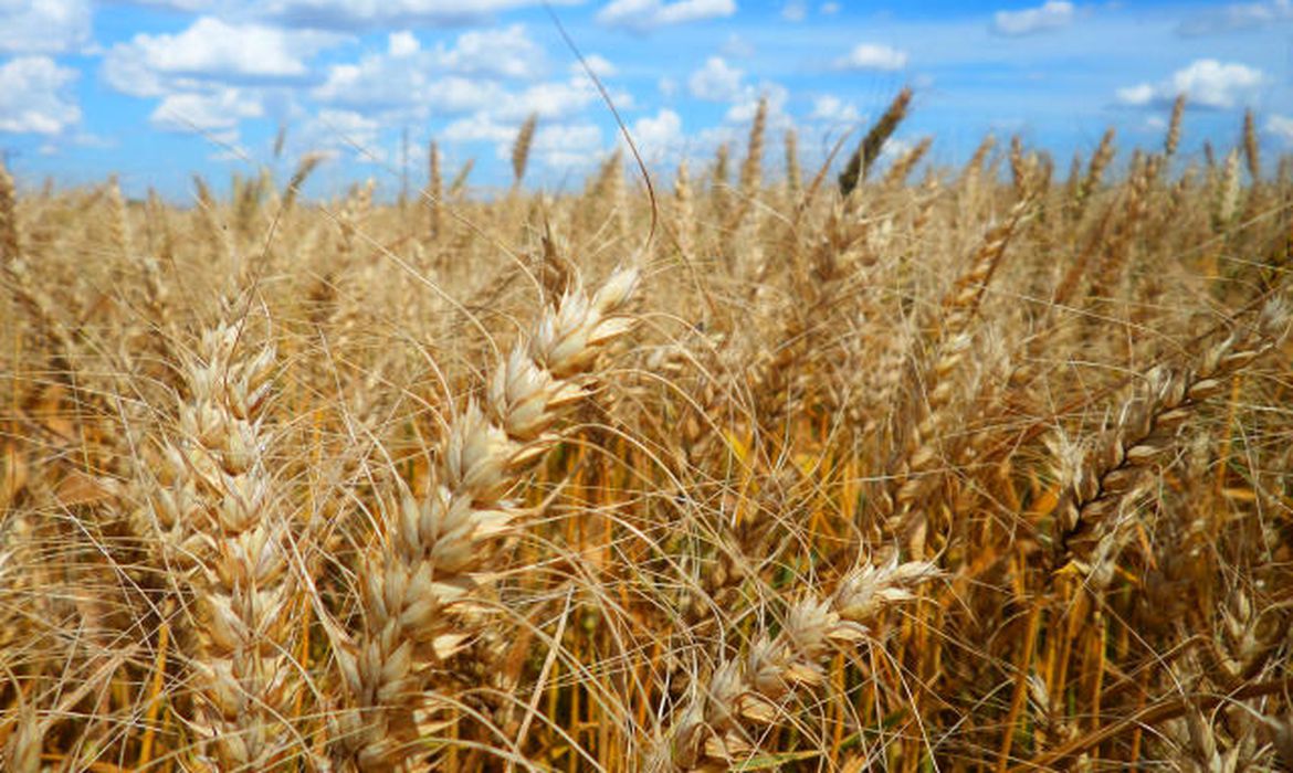 Importação brasileira de trigo em outubro aumenta 1,8% ante outubro de 2020