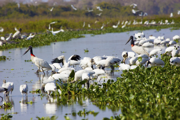 Conferência debate desenvolvimento sustentável do Bioma Pantanal