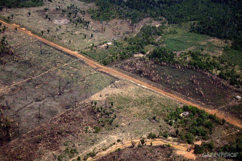 Destruição florestal da Amazônia em áreas de responsabilidade estadual cresce 40% em MT