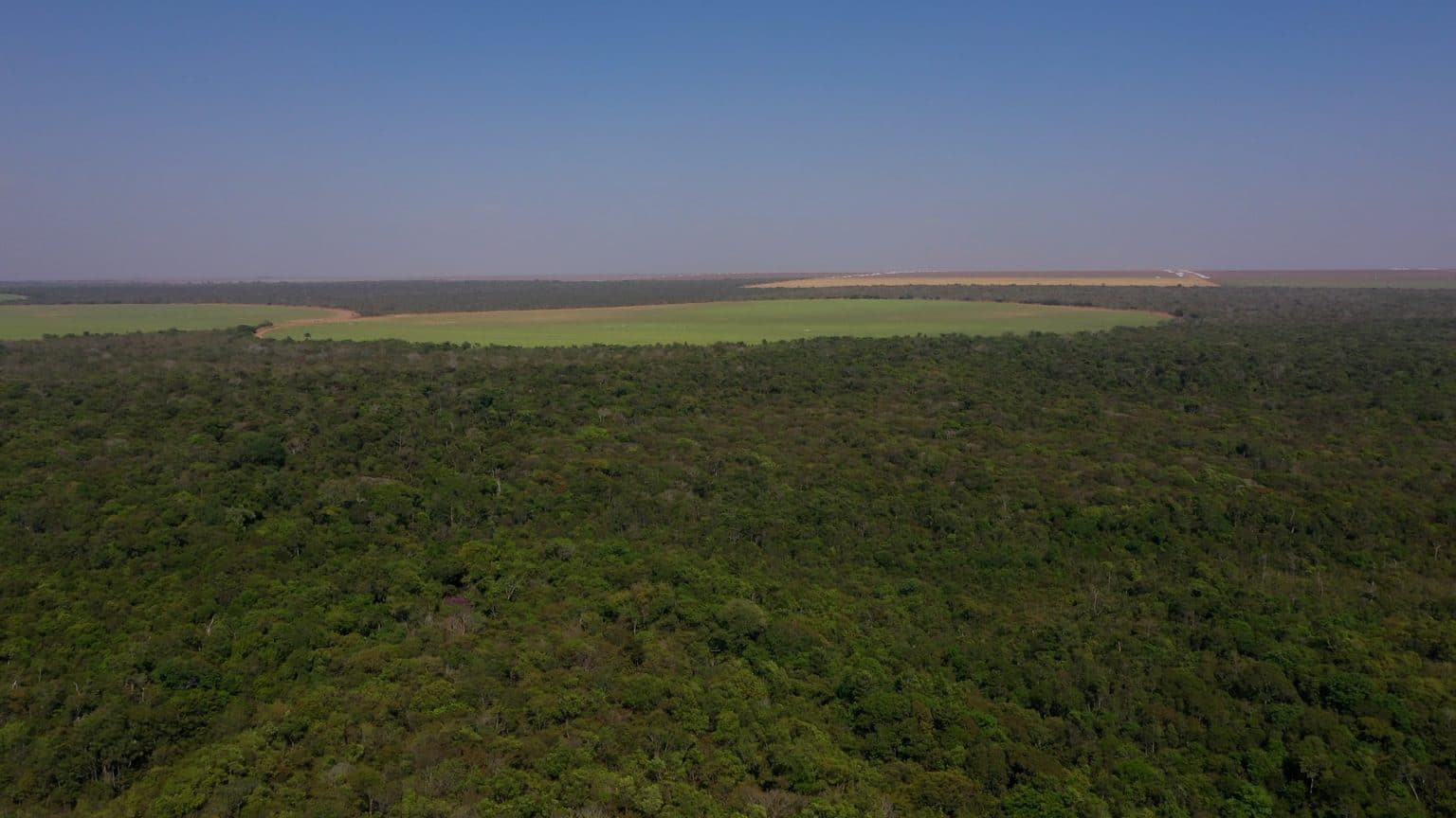 Amaggi recebe nota ‘A’ do CDP em gestão florestal e produção de soja