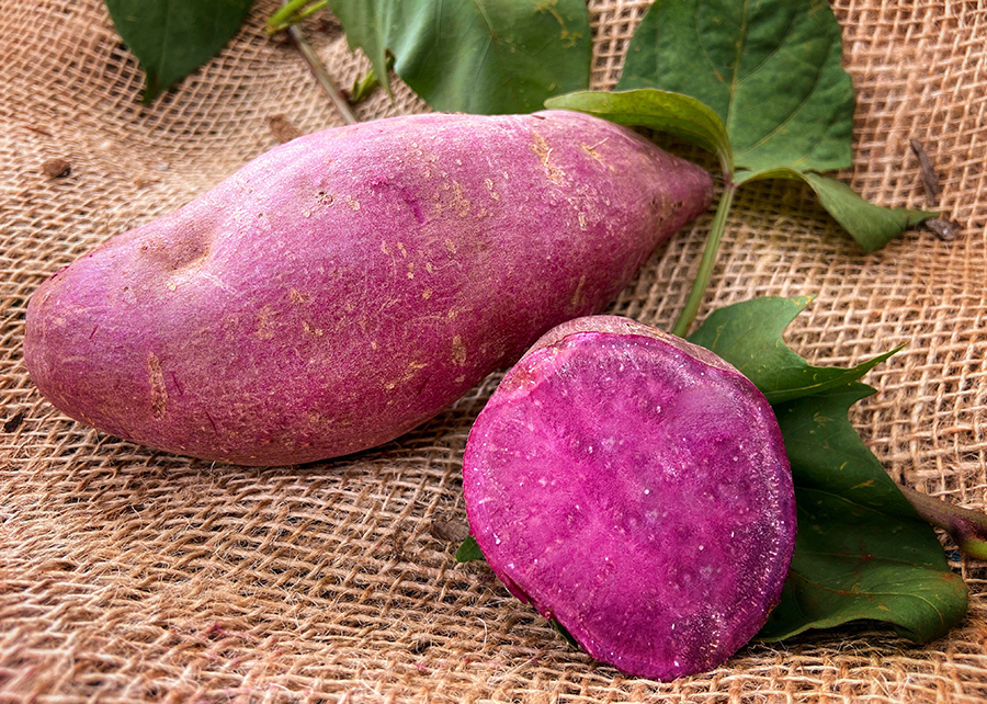 Pesquisa desenvolve batatas-doces coloridas e biofortificadas