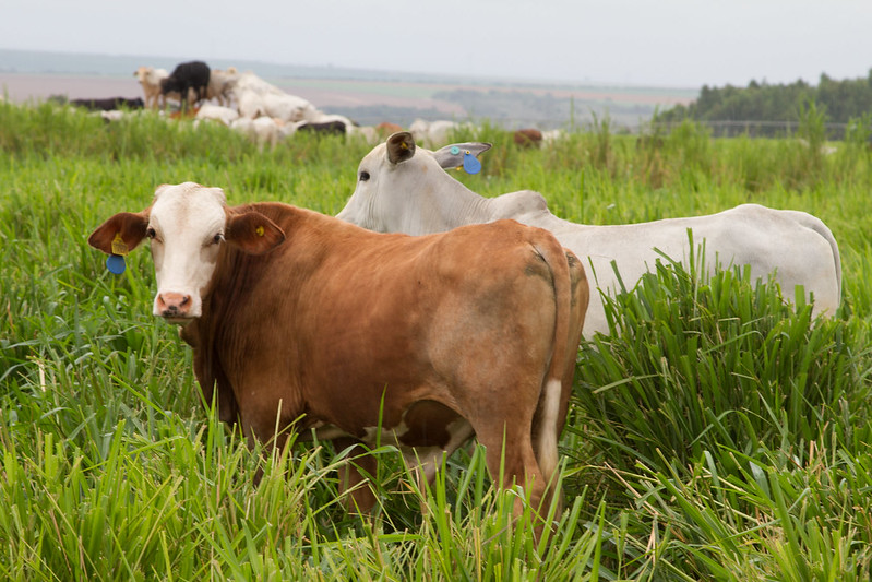 Mapa confirma que caso de vaca louca no Pará é atípico